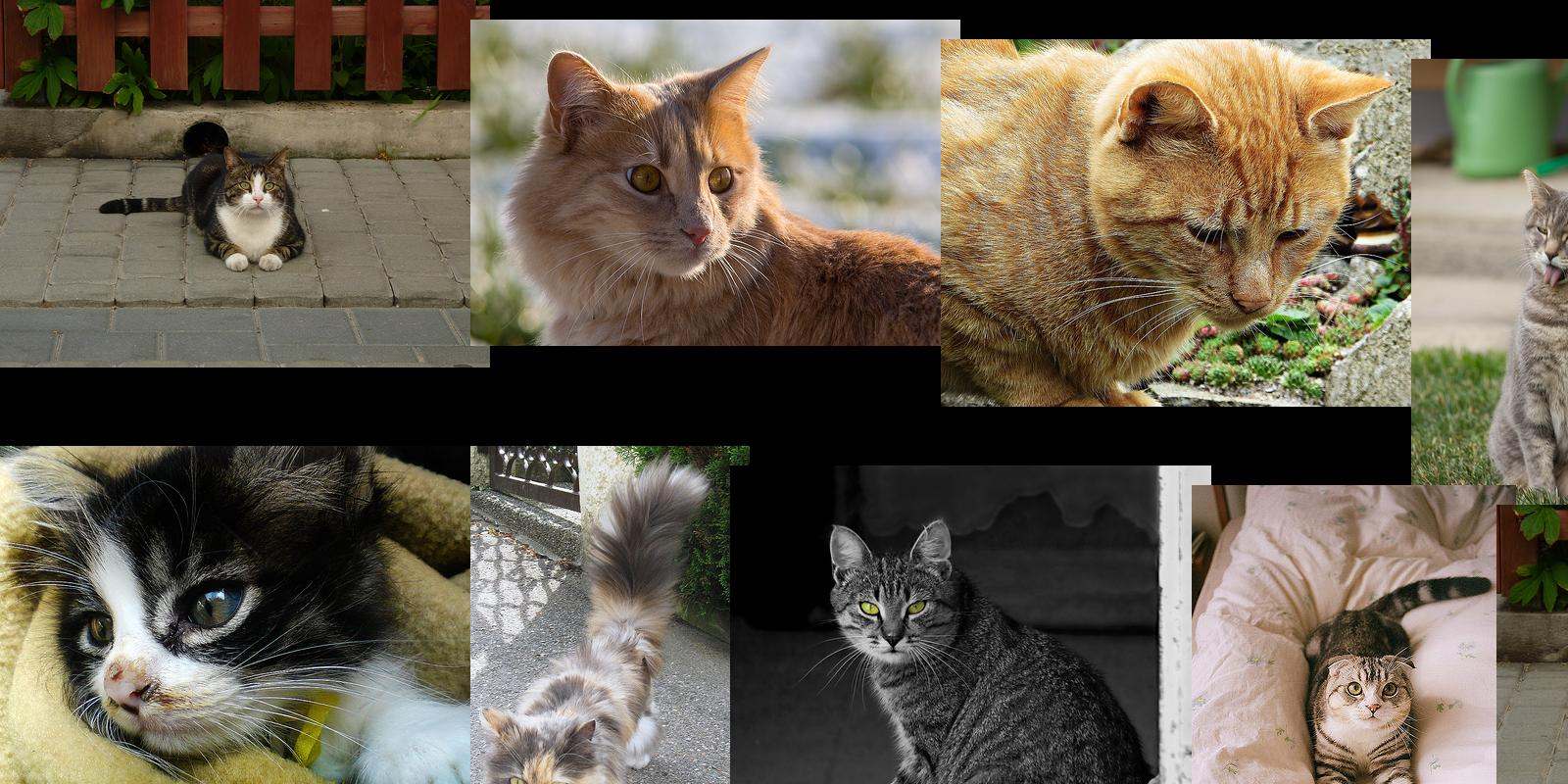 katze