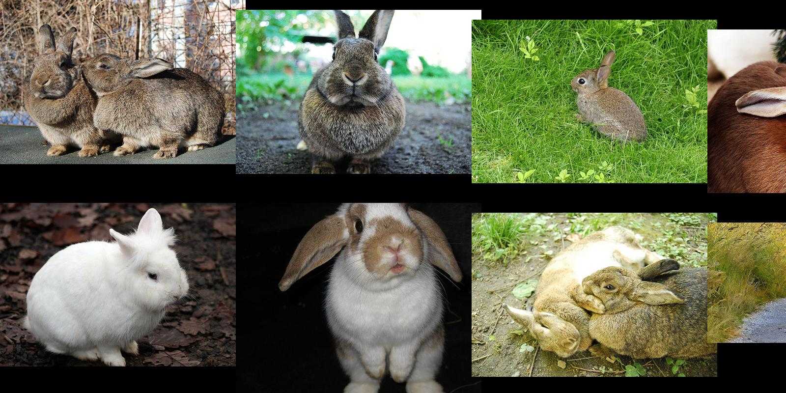 kaninchen