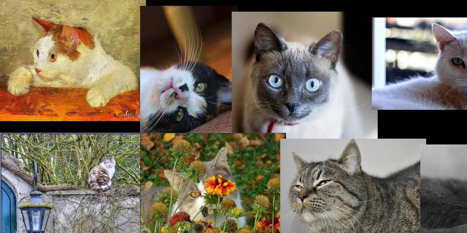 chat