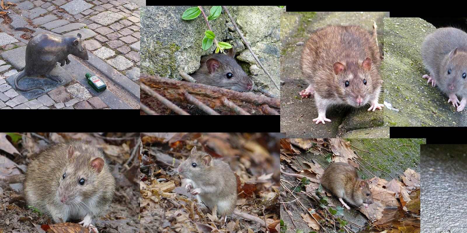 ratte