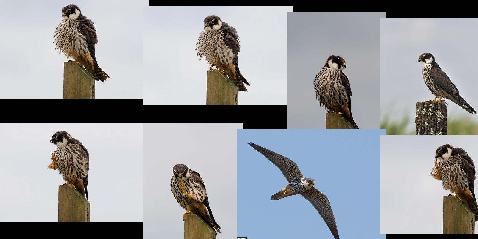 hobby