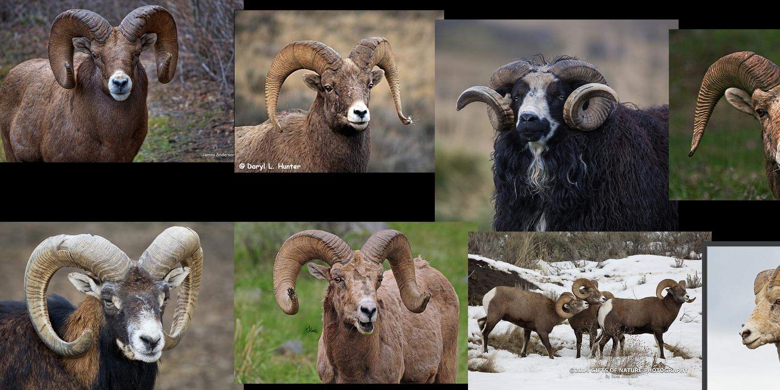 ram
