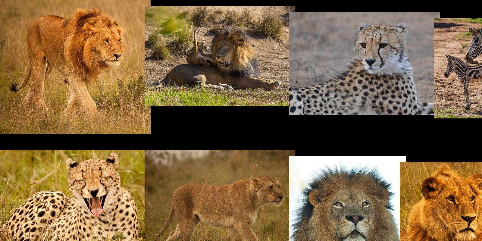 safari