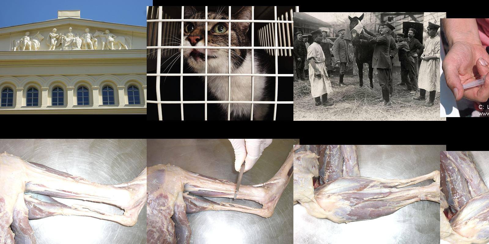 tiermedizin