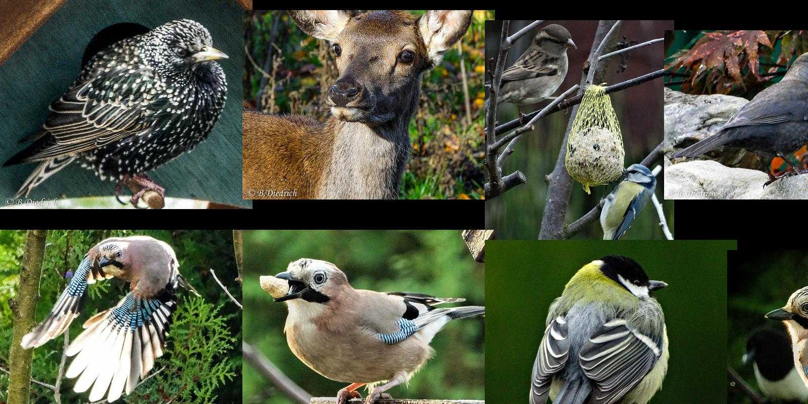 tiere