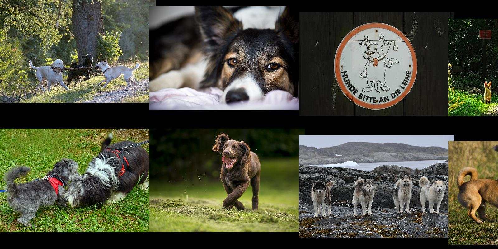 hunde