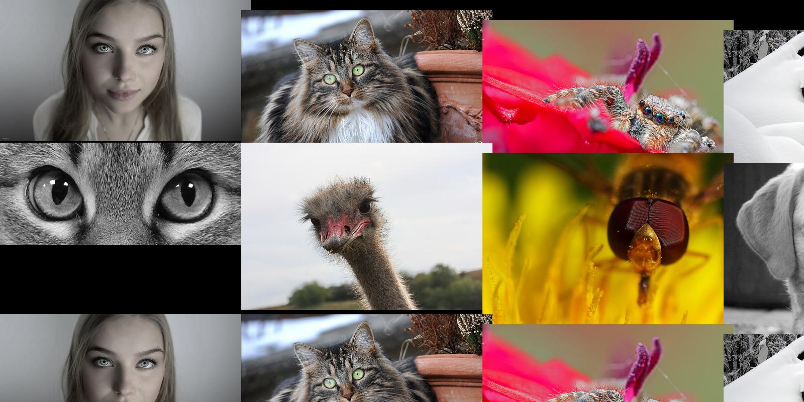 augen