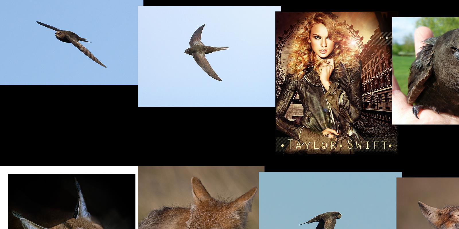 swift